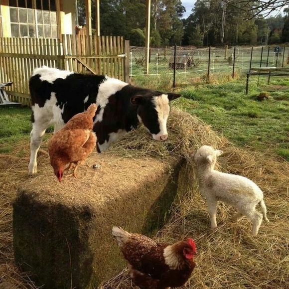 Meet your Posher, Priscilla - Picture 7 of 12